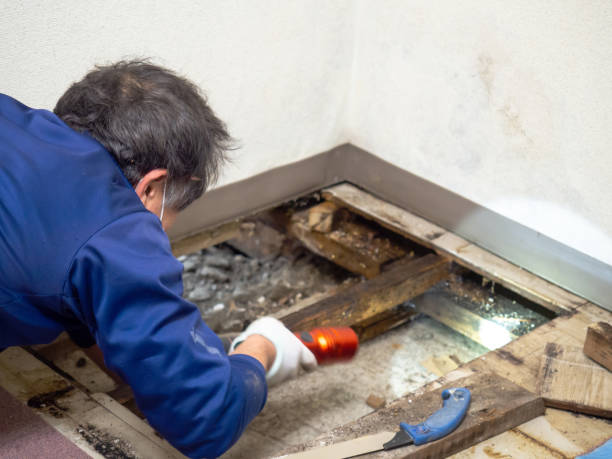 Best Black Mold Remediation in Cavalier, ND
