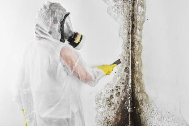 Best HVAC Mold Remediation in Cavalier, ND