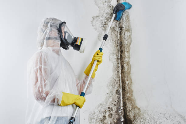 Best Post-Flood Mold Remediation in Cavalier, ND