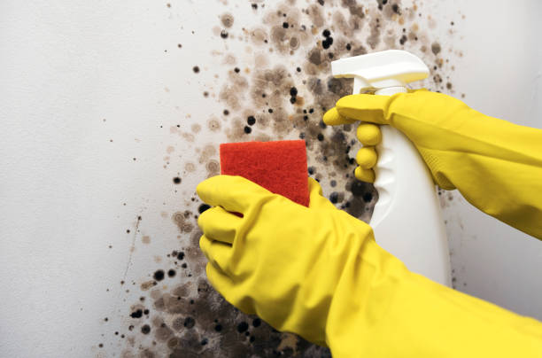 Best Residential Mold Remediation in Cavalier, ND