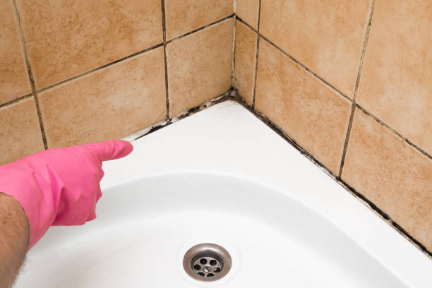 Best Insurance-Related Mold Remediation in Cavalier, ND