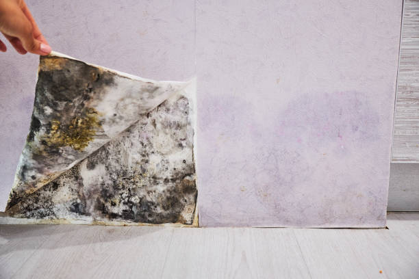 Best Emergency Mold Remediation in Cavalier, ND